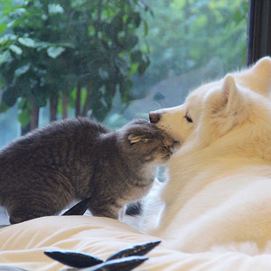 欧美日韩中文字幕在线手机版本
